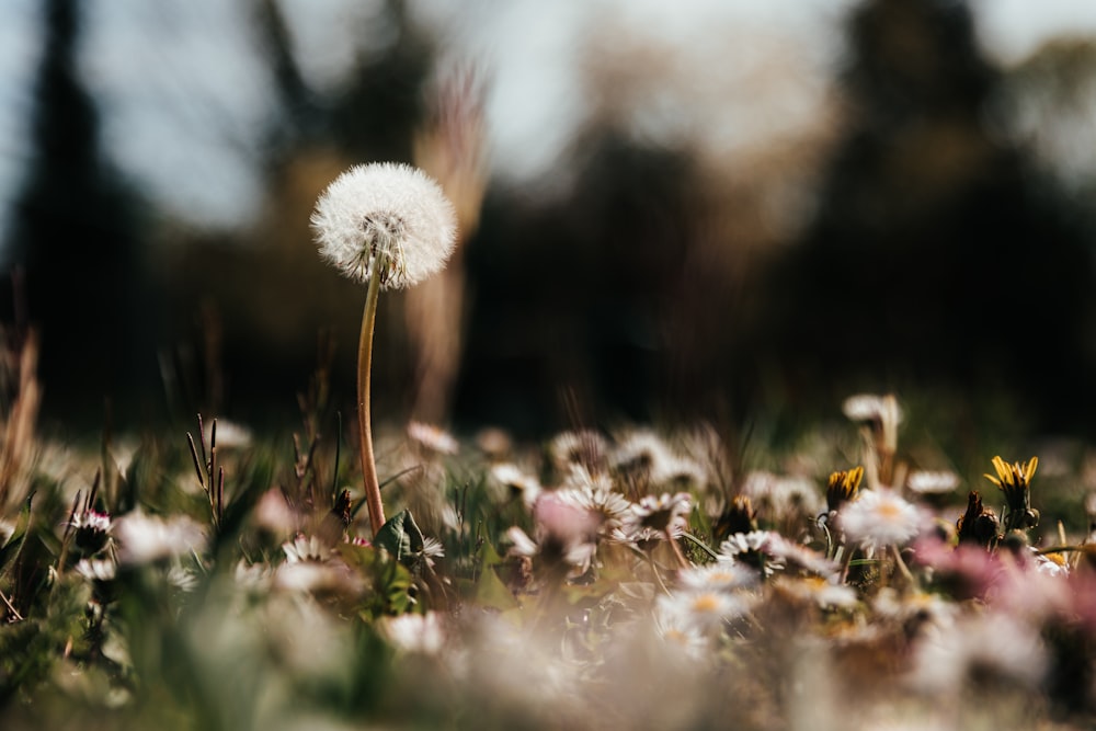 white dandelion in close up photography