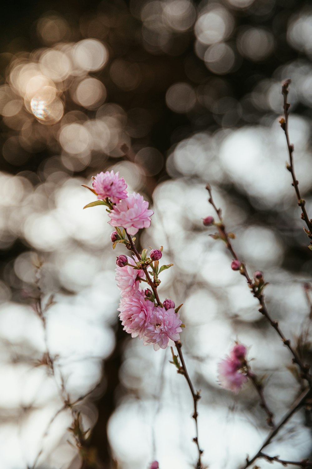 pink flower in tilt shift lens