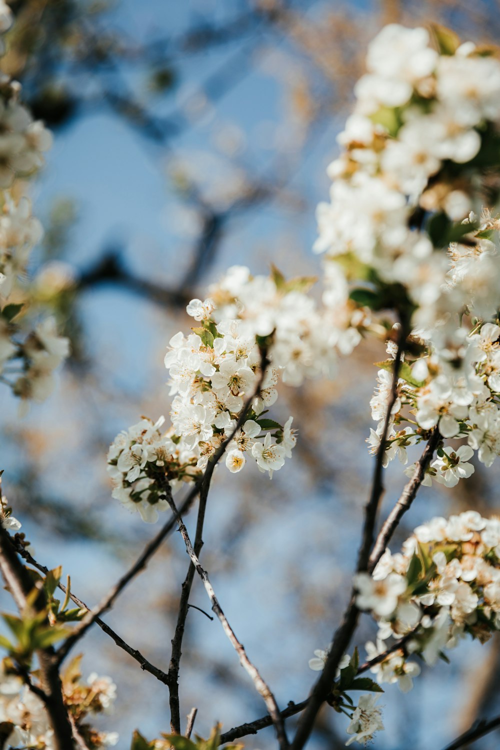 white cherry blossom in bloom during daytime