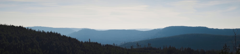 green trees on mountain during daytime