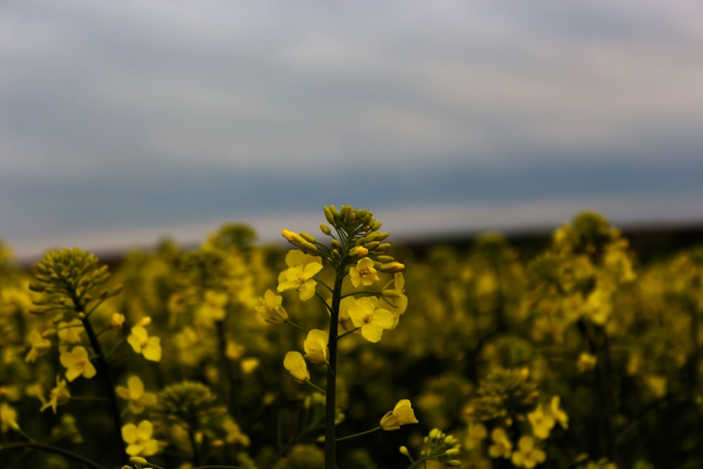 champ de fleurs jaunes sous des nuages blancs pendant la journée