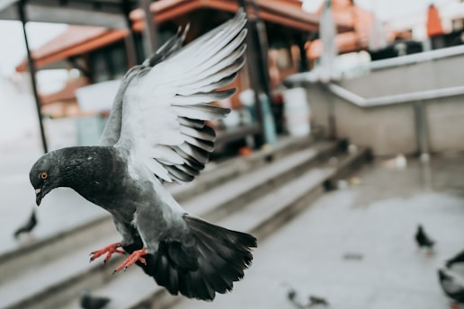A mischievous pigeon dressed as a tiny superhero, mid-flight with a cape fluttering behind.