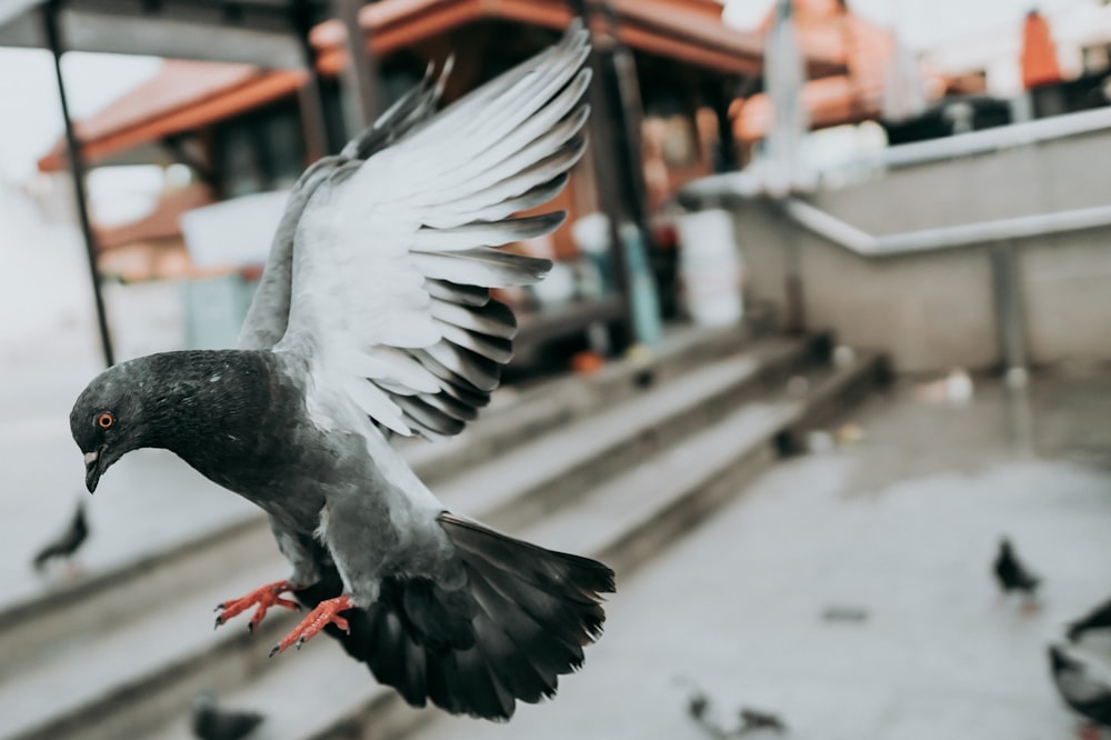 black and white bird flying during daytime