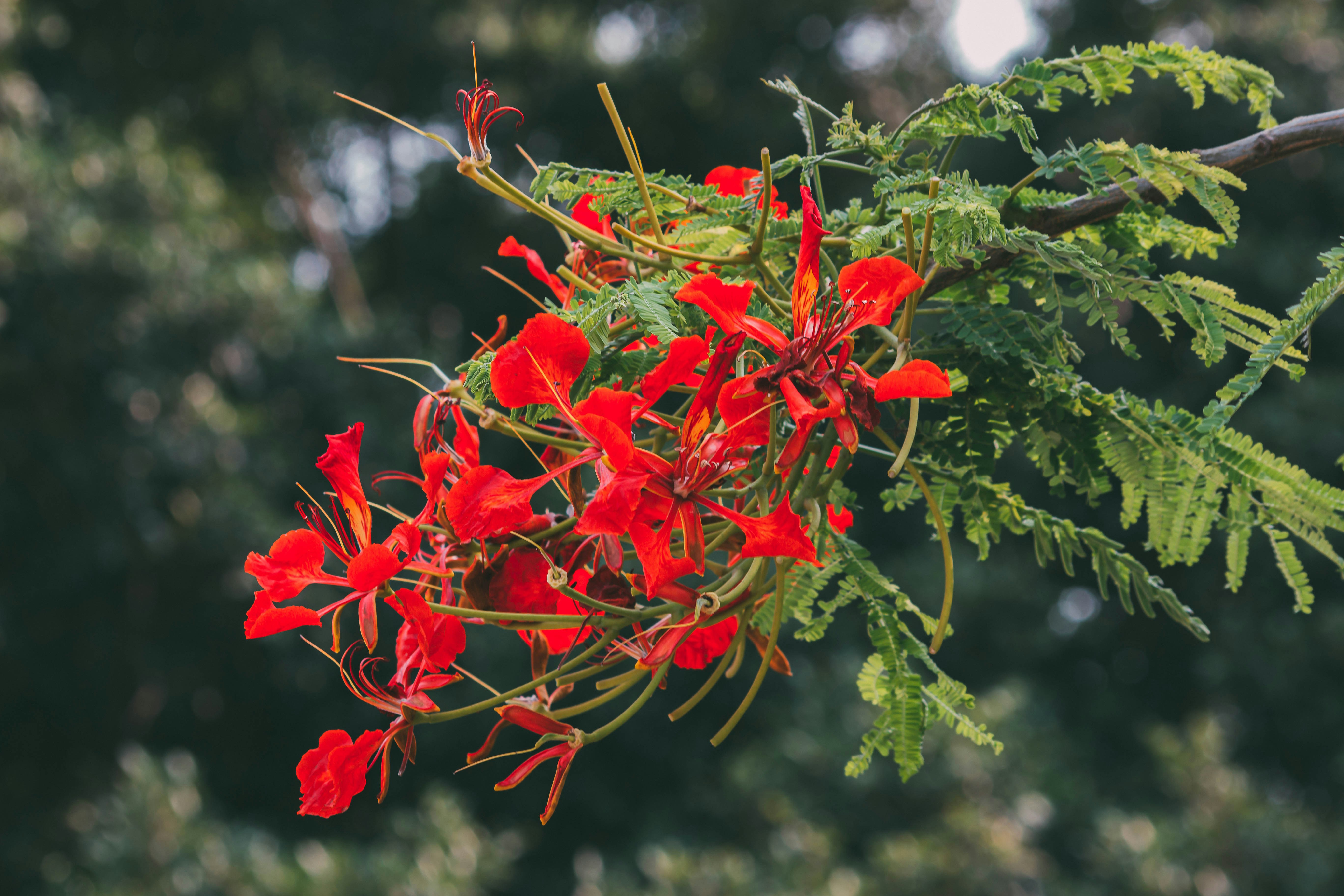 ピンクの花びらの花の植物の写真 Unsplashで見つける葉の無料写真
