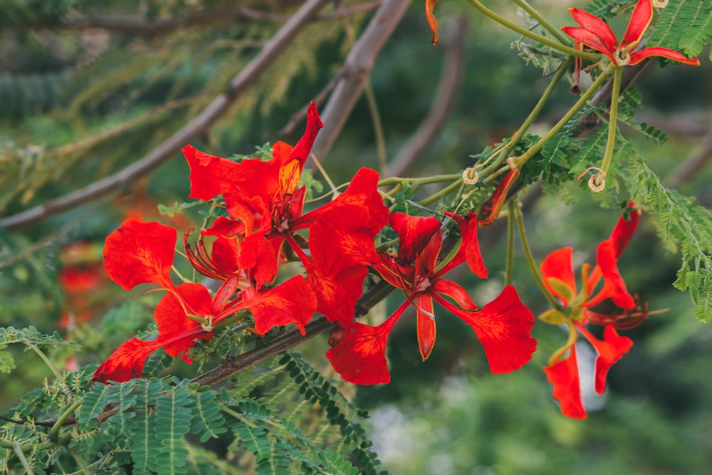 red leaves on tree branch