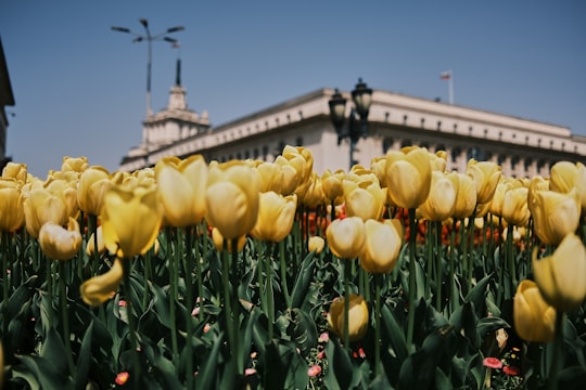 yellow tulips in bloom during daytime in Sofia Bulgaria