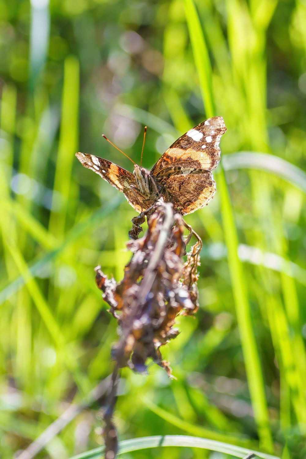 farfalla marrone e nera su fiore viola