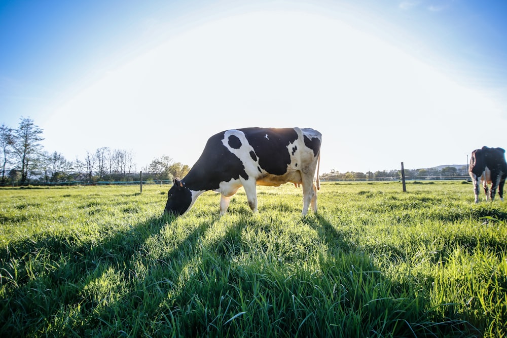 black and white cow on green grass field during daytime