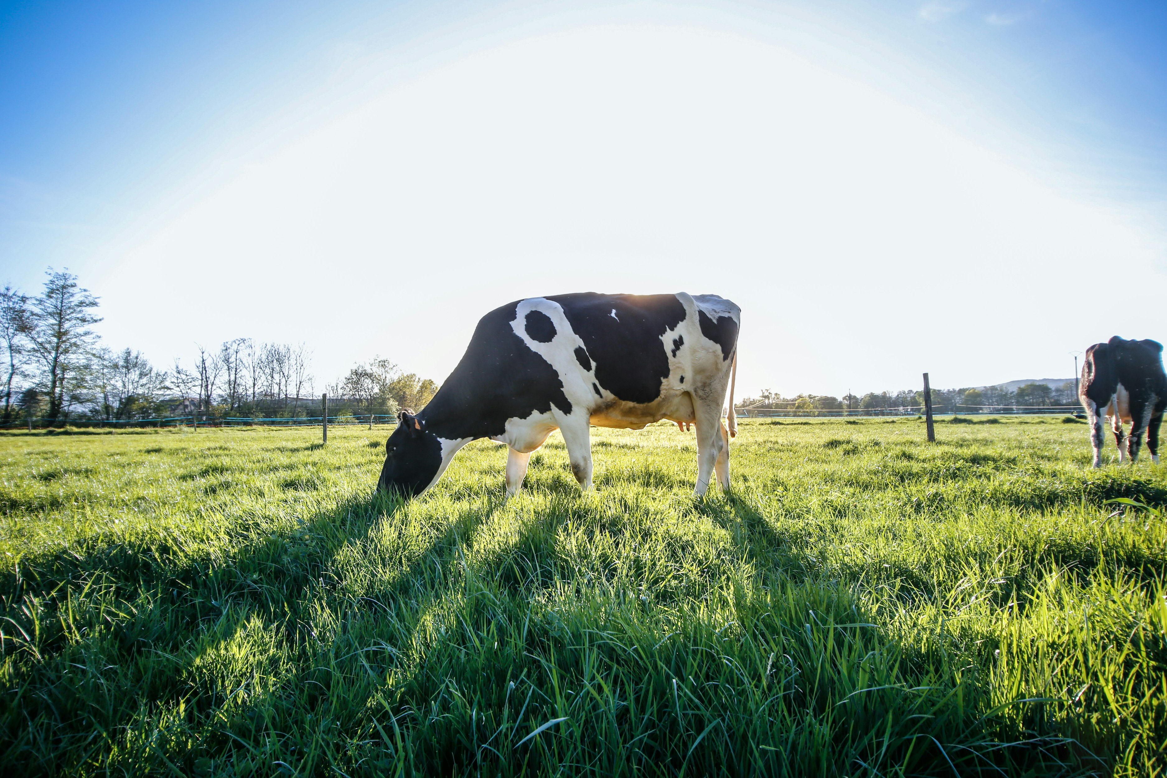 The Magic of Cow Manure