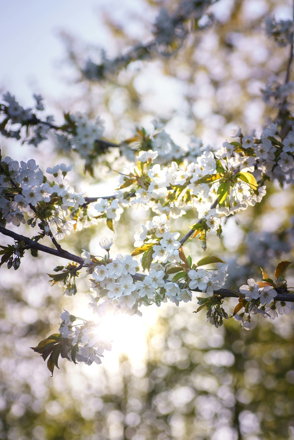 Flor de cerezo blanco en fotografía de primer plano