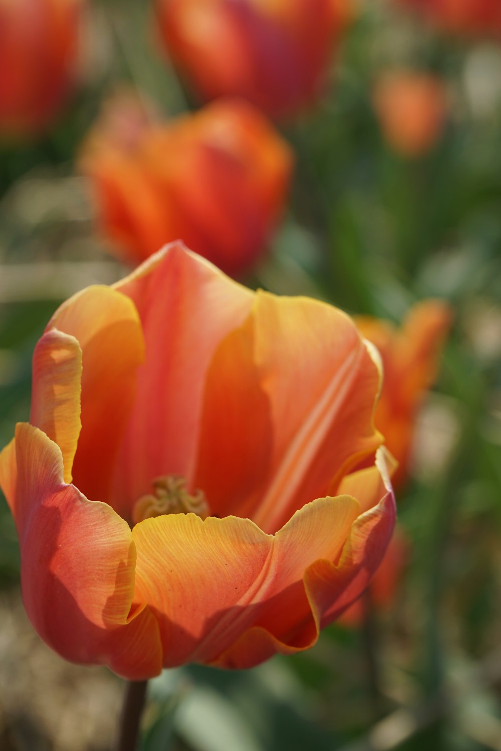 orange flower in tilt shift lens