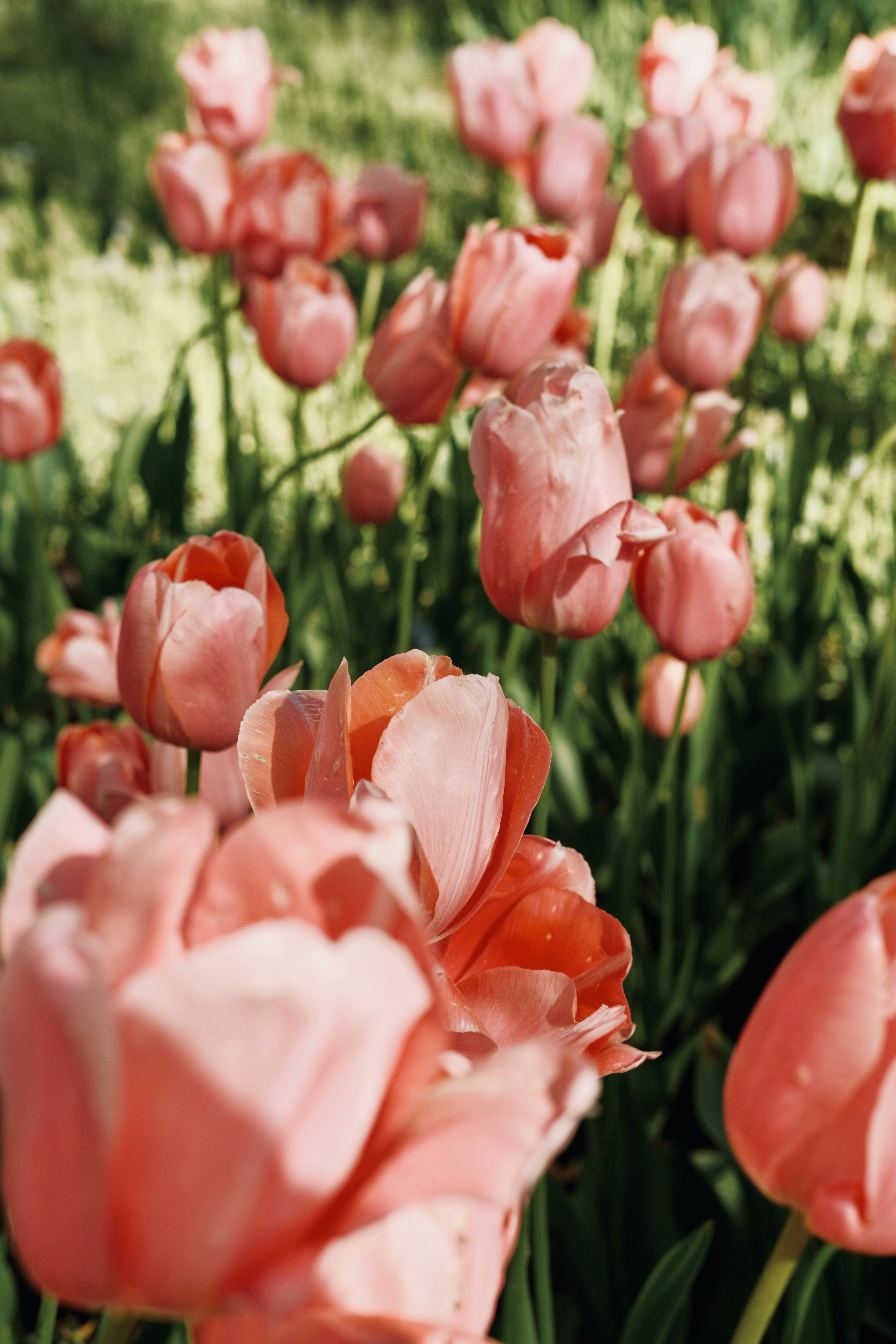 昼間に咲くピンクのチューリップの写真 Unsplashで見つける工場の無料写真