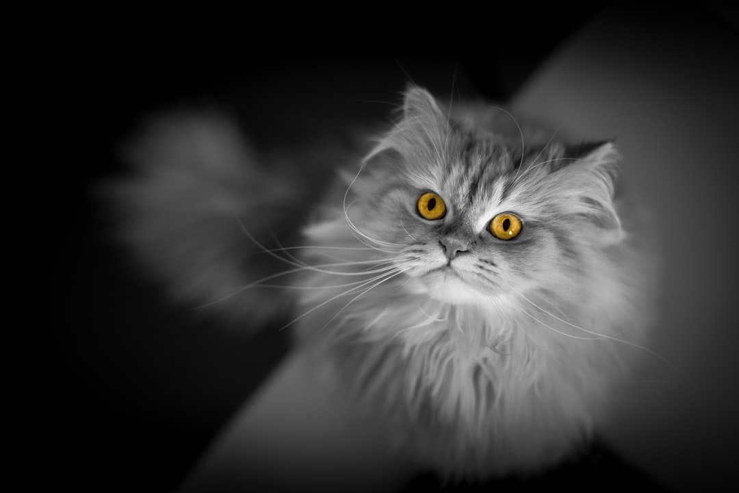 grayscale photo of long fur cat