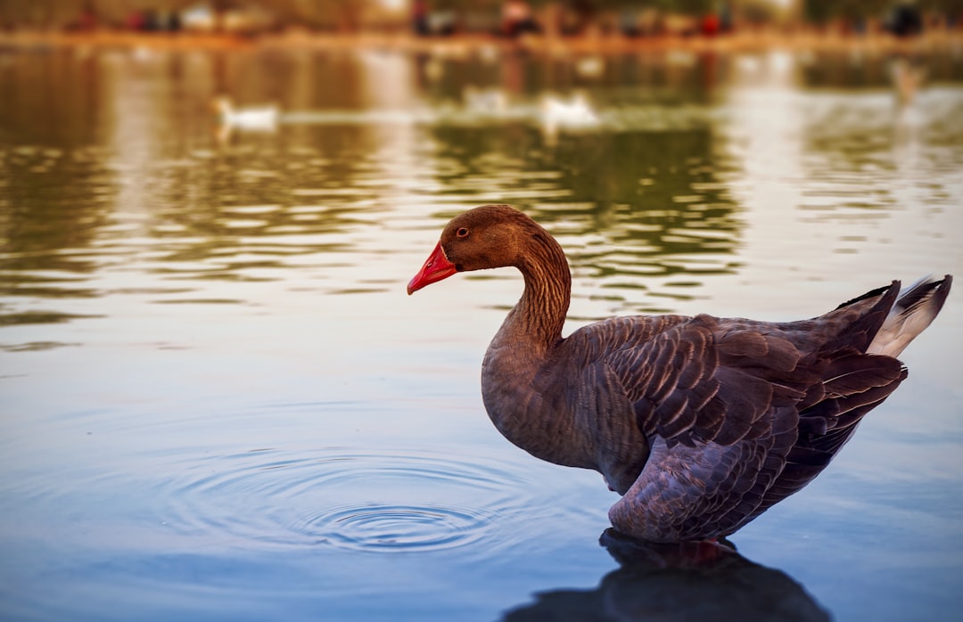 grey swan on water during daytime