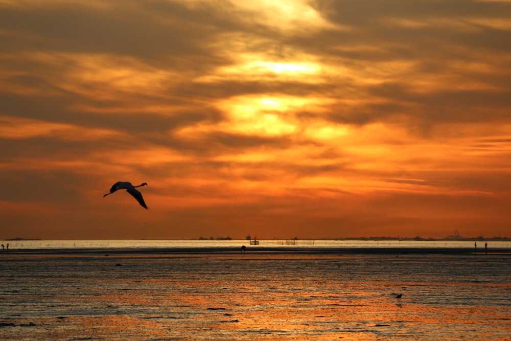 bird flying over the sea during sunset