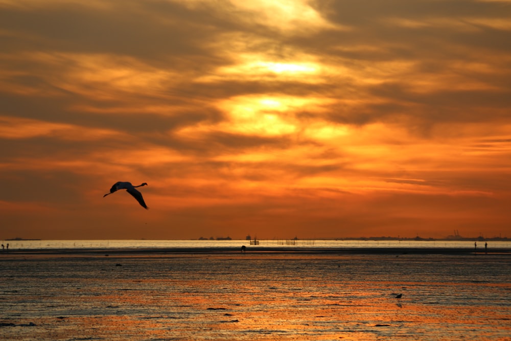Vogel, der während des Sonnenuntergangs über das Meer fliegt
