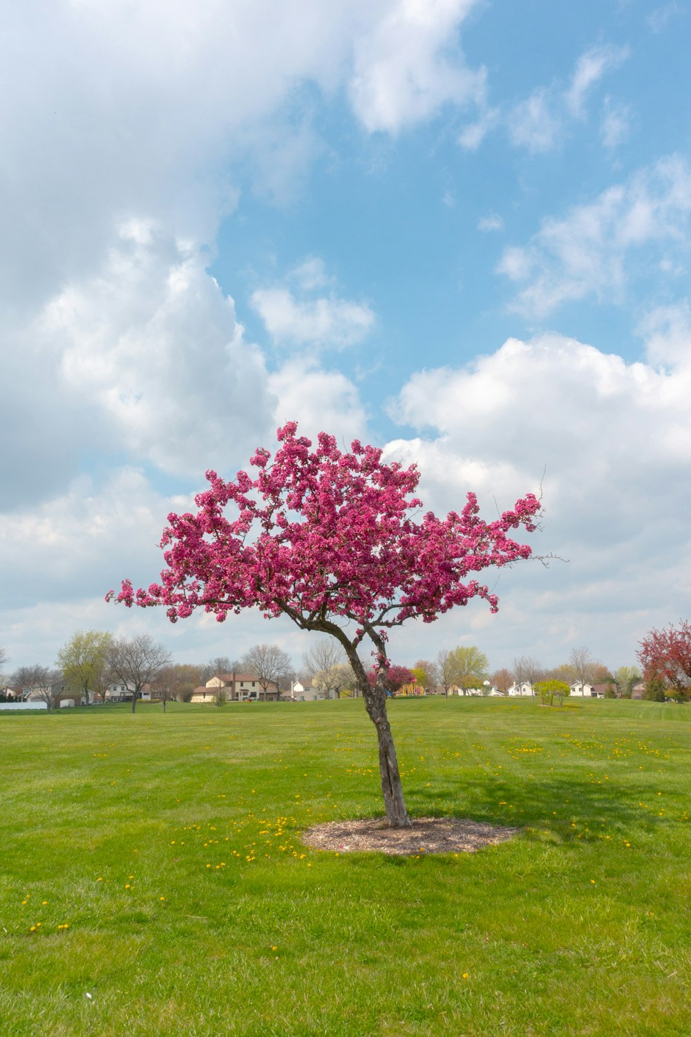 red leaf tree on green grass field under blue sky during daytime