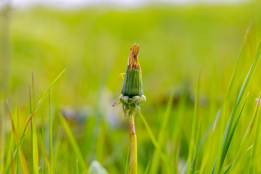 green and brown plant in close up photography