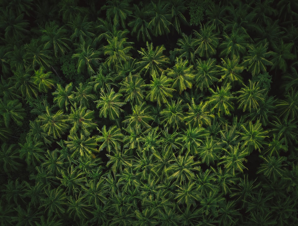 planta de folhas verdes durante a noite