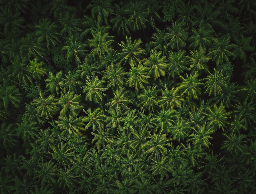 green leaves plant during night time