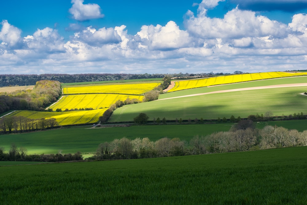 a green field with yellow flowers under a blue sky