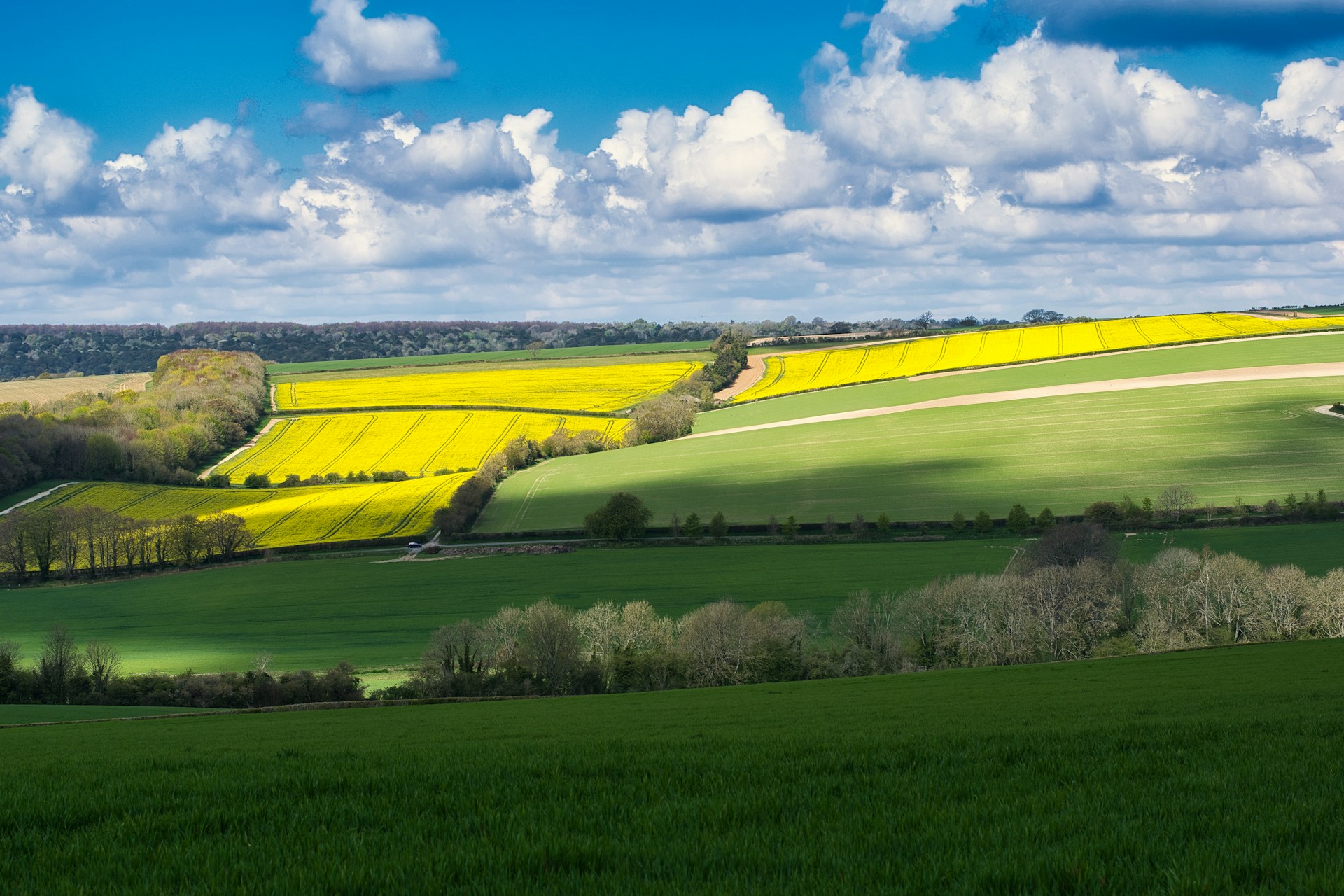 a green field with yellow flowers under a blue sky