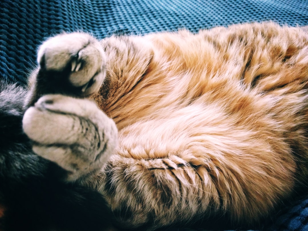 brown tabby cat lying on black textile