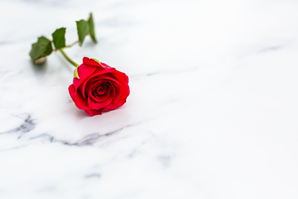 red rose on white snow