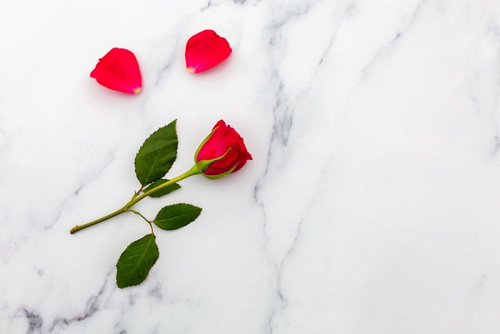 rosa roja en suelo nevado