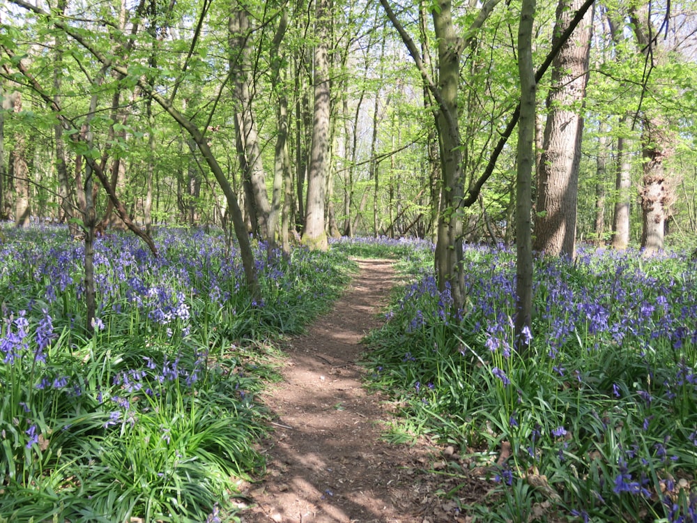 purple flowers on brown dirt road