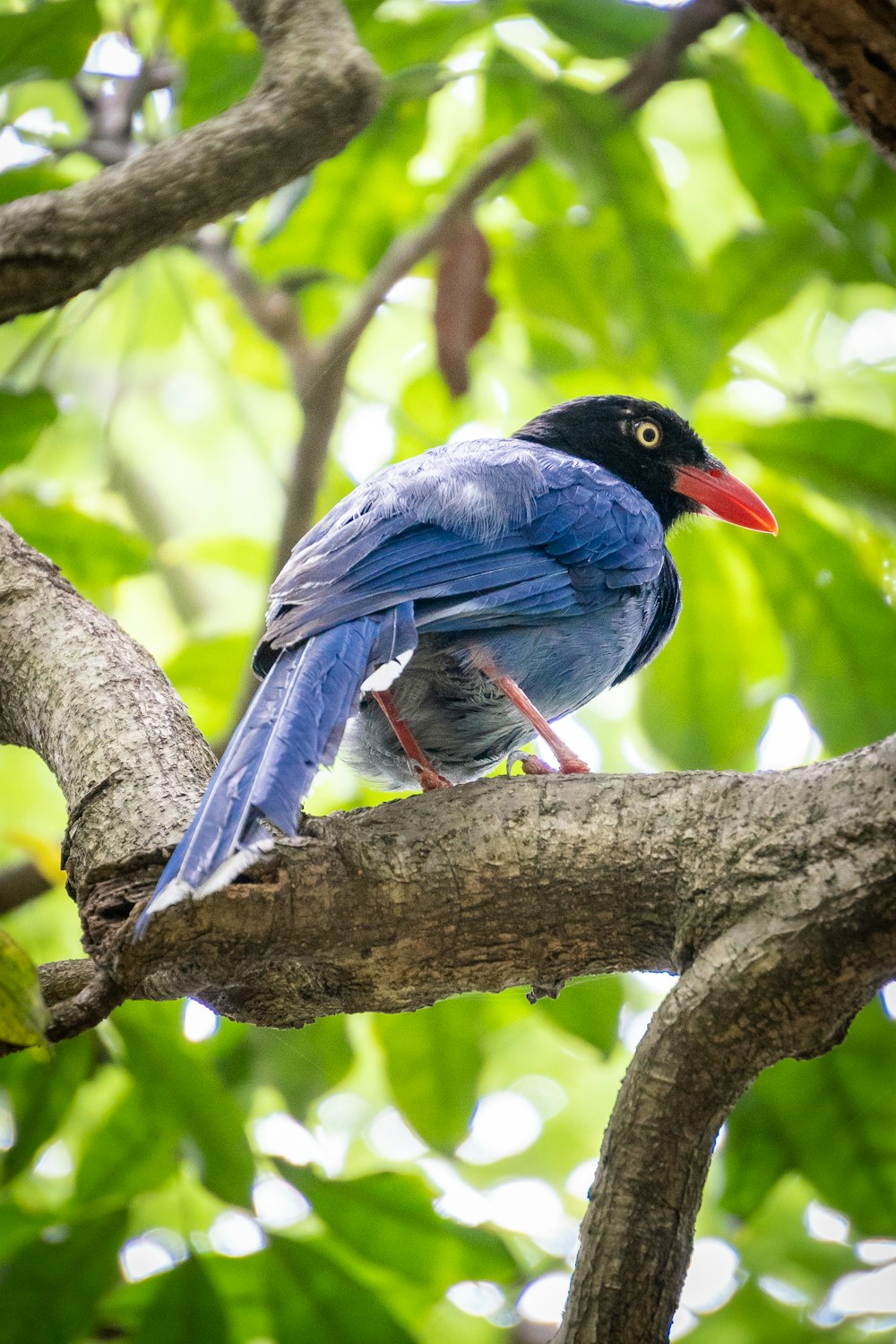 blue and black bird on brown tree branch