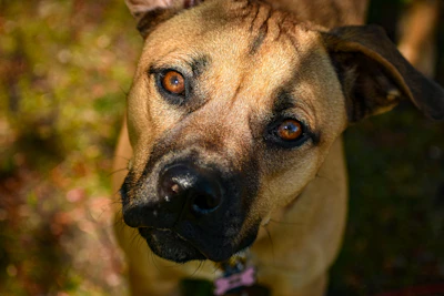 Mixed Breed