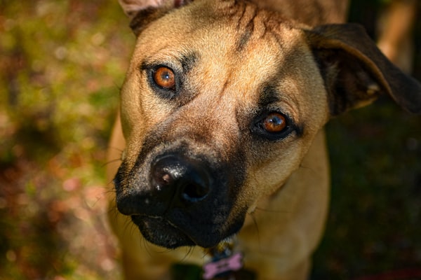 Fawn short-haired dog with short ears, dark muzzle and soulful brown eyes