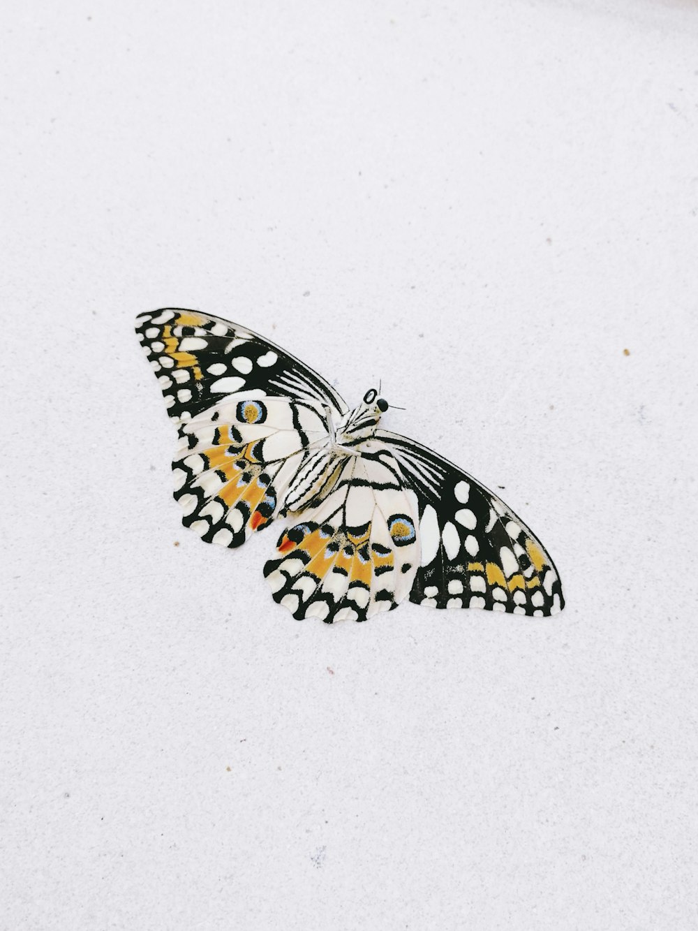 black and white butterfly on white wall