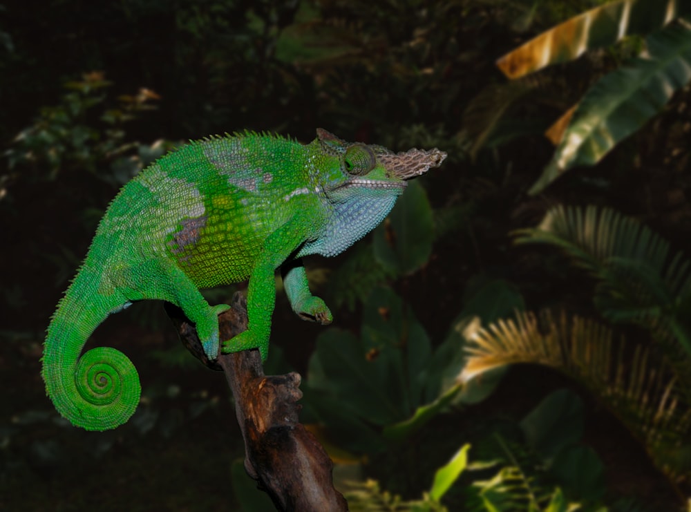 camaleão verde no galho marrom da árvore