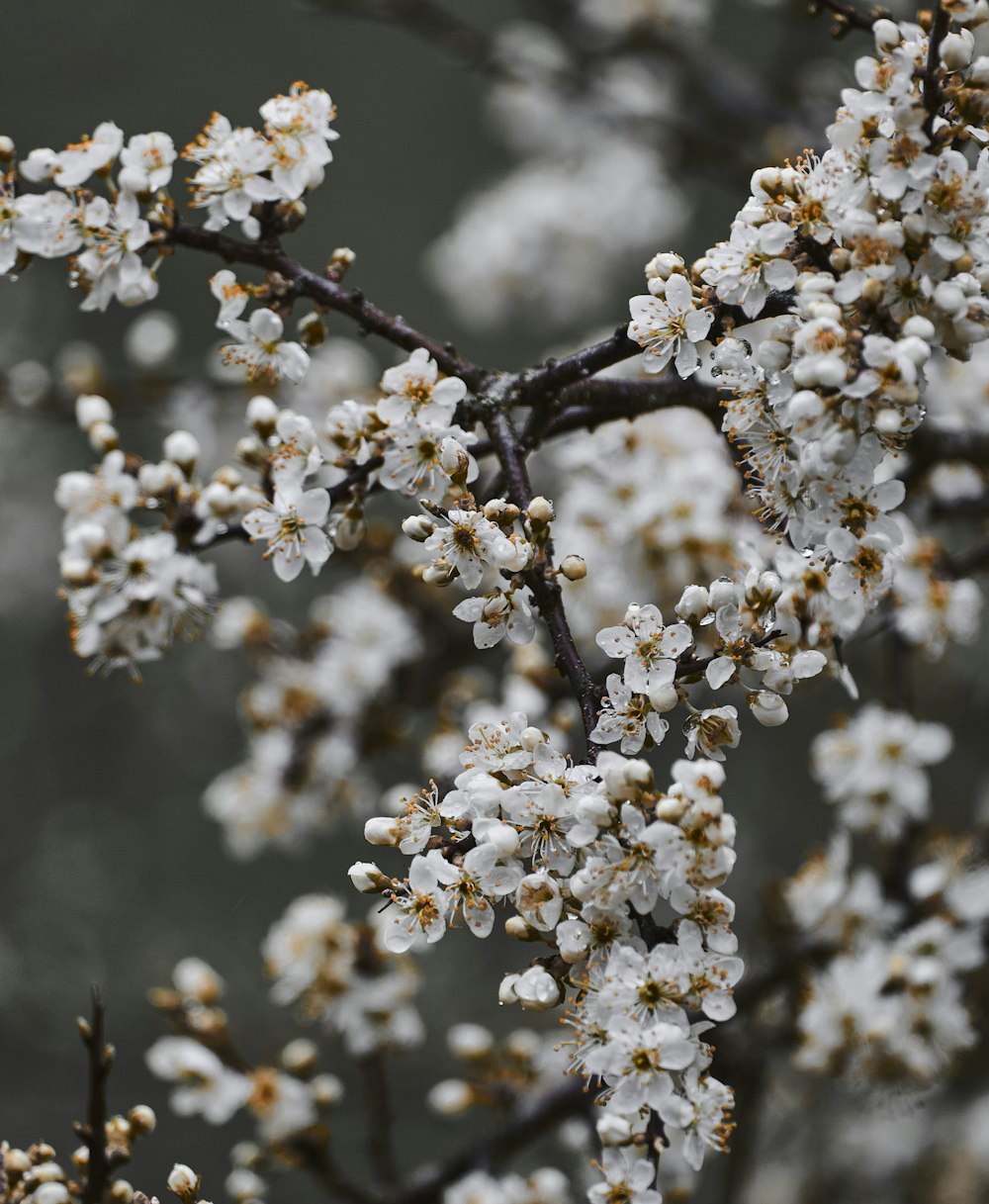 white flowers in tilt shift lens