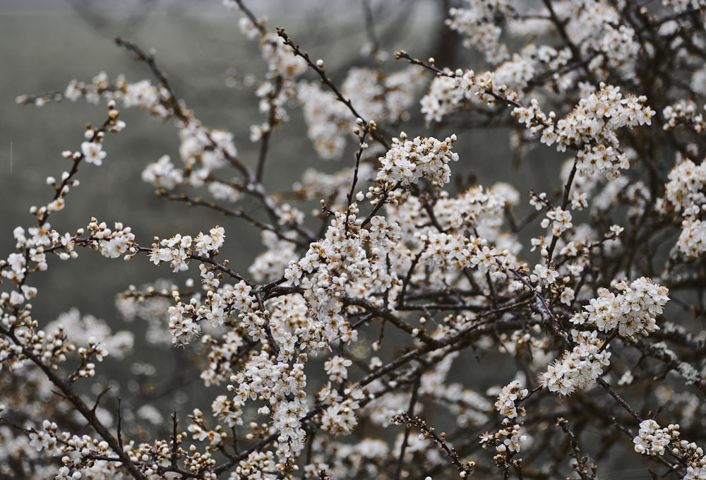 white flowers in tilt shift lens