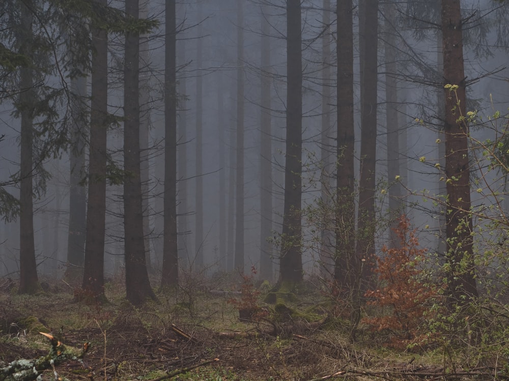 alberi spogli sul campo di erba marrone durante il giorno