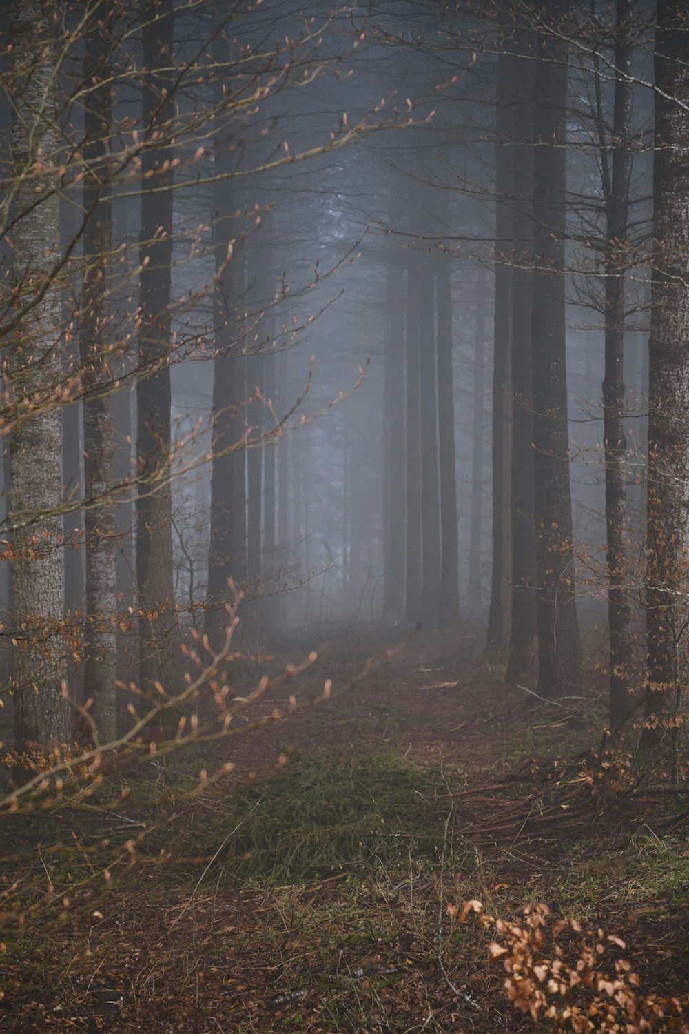 bare trees on forest during daytime