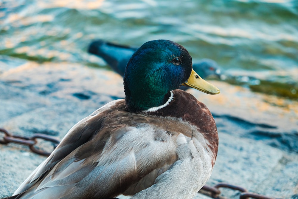 mallard duck on body of water during daytime