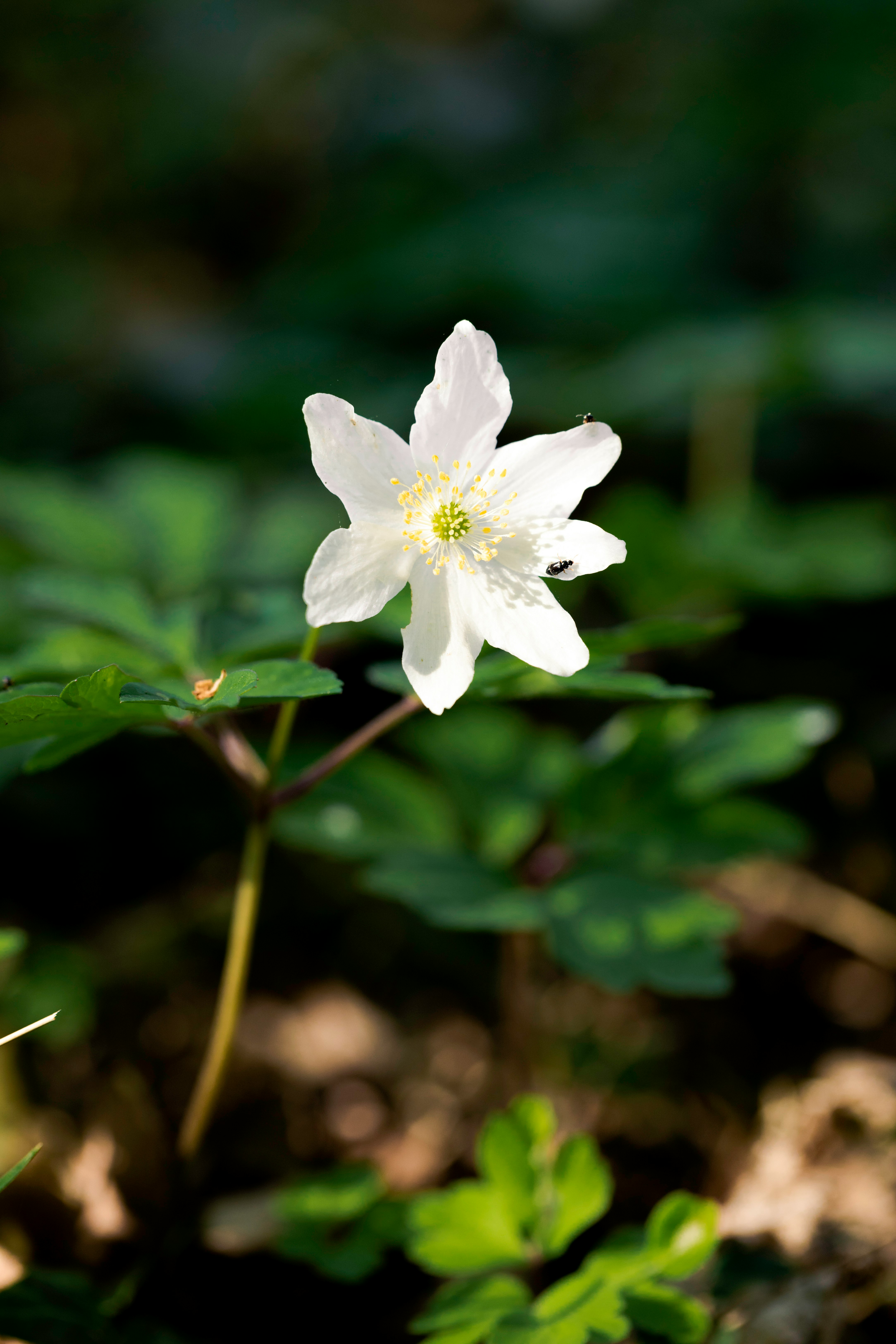 white flower with green leaves