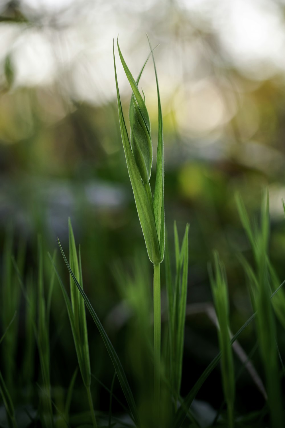 green plant in macro shot