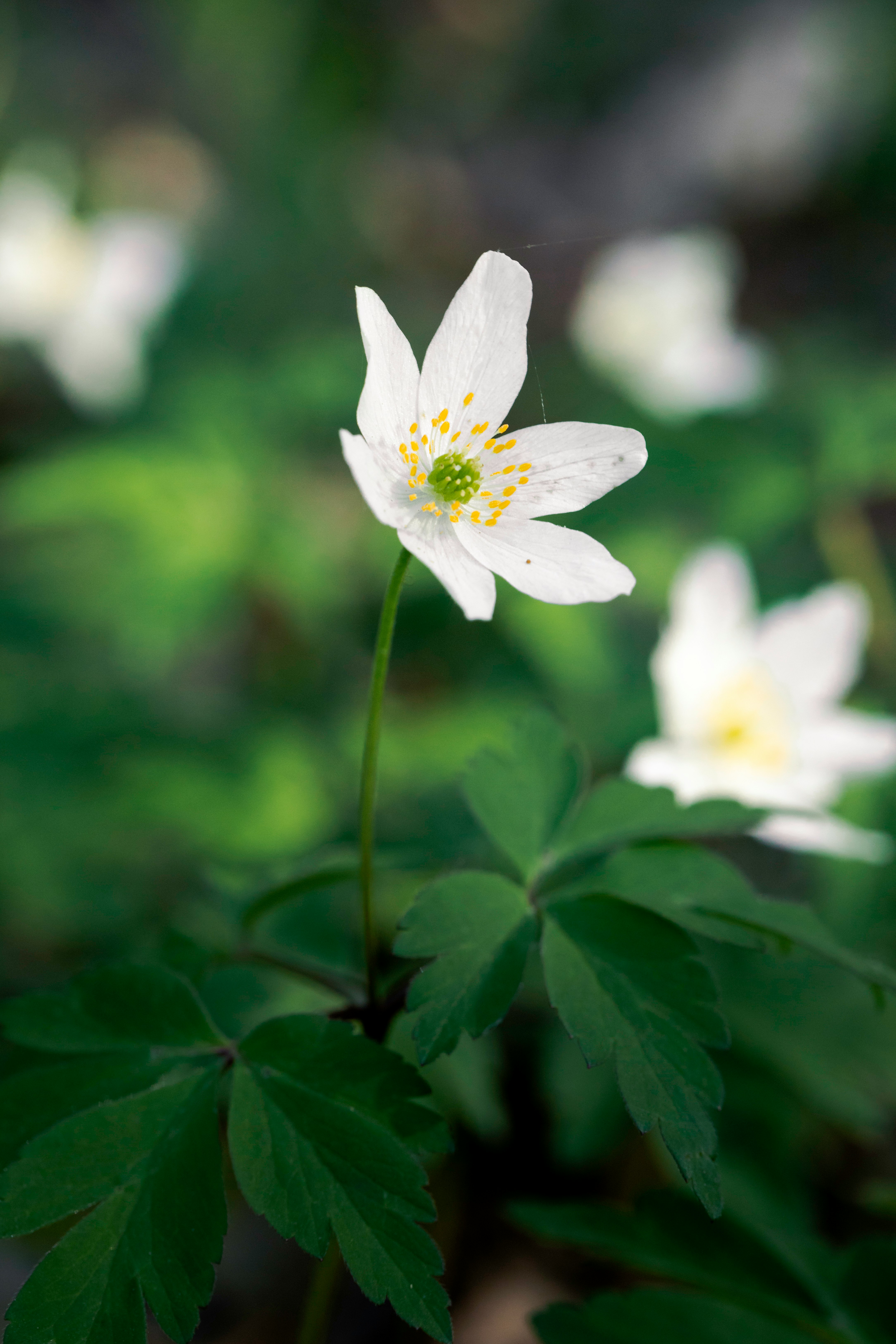 white flower in tilt shift lens