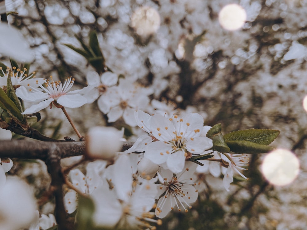 white cherry blossom in close up photography