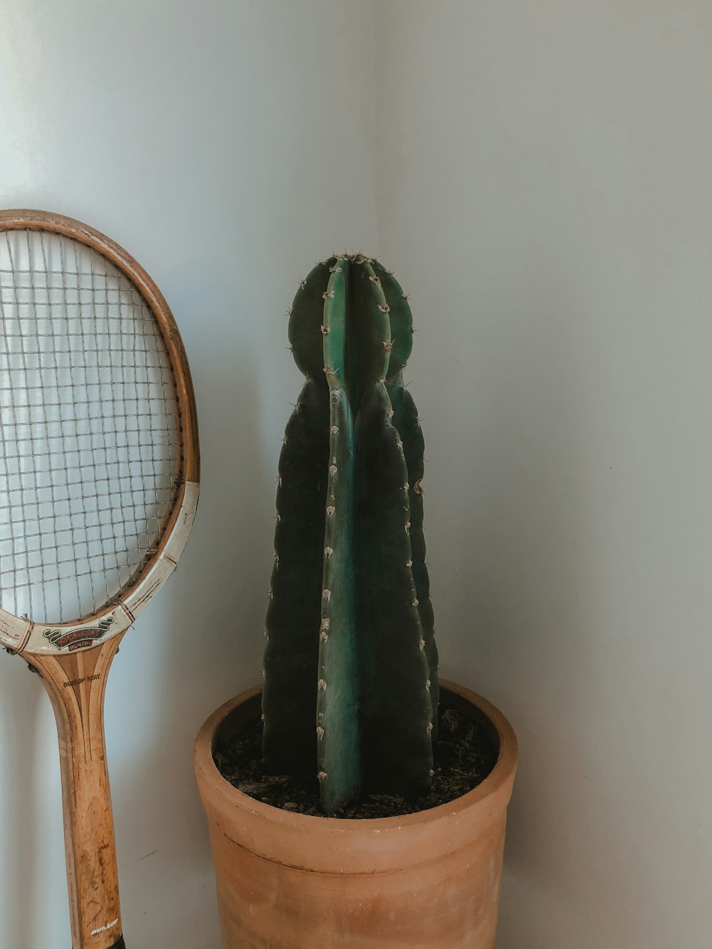 green cactus in brown clay pot