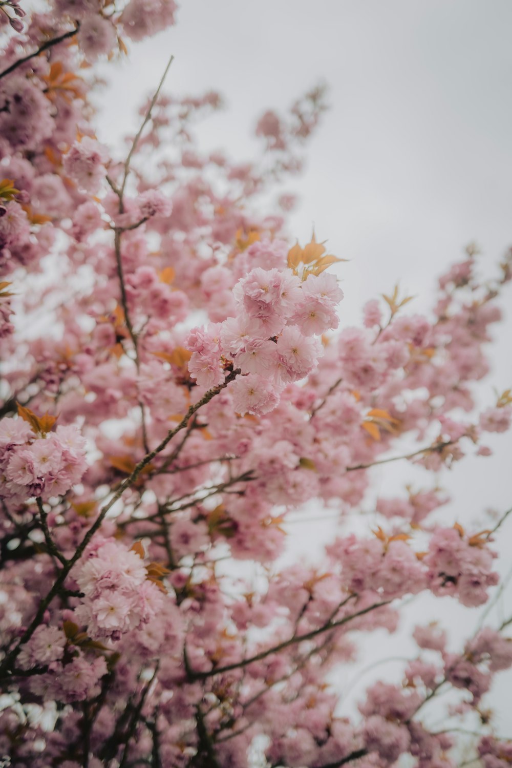 árvore de flor de cerejeira rosa e branca