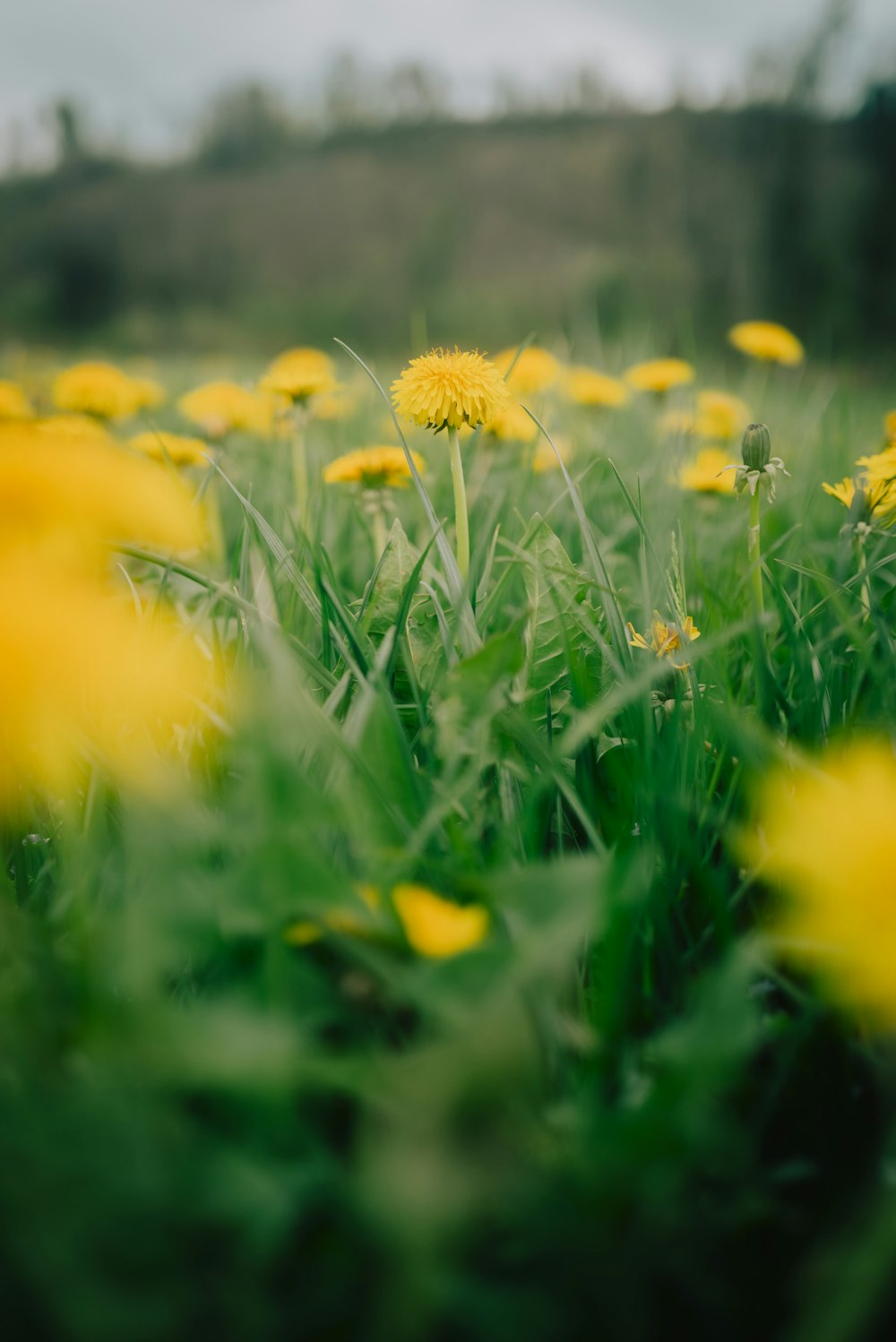 yellow flowers on green grass field