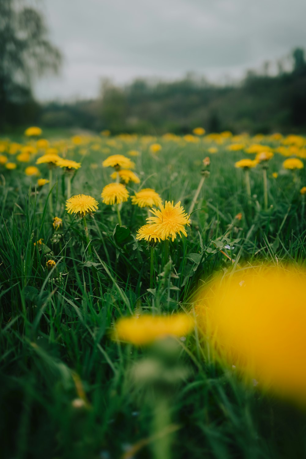 낮 동안 푸른 잔디밭에 노란색과 흰색 꽃