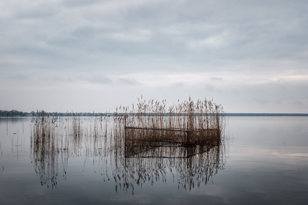 brown grass on body of water under white clouds during daytime