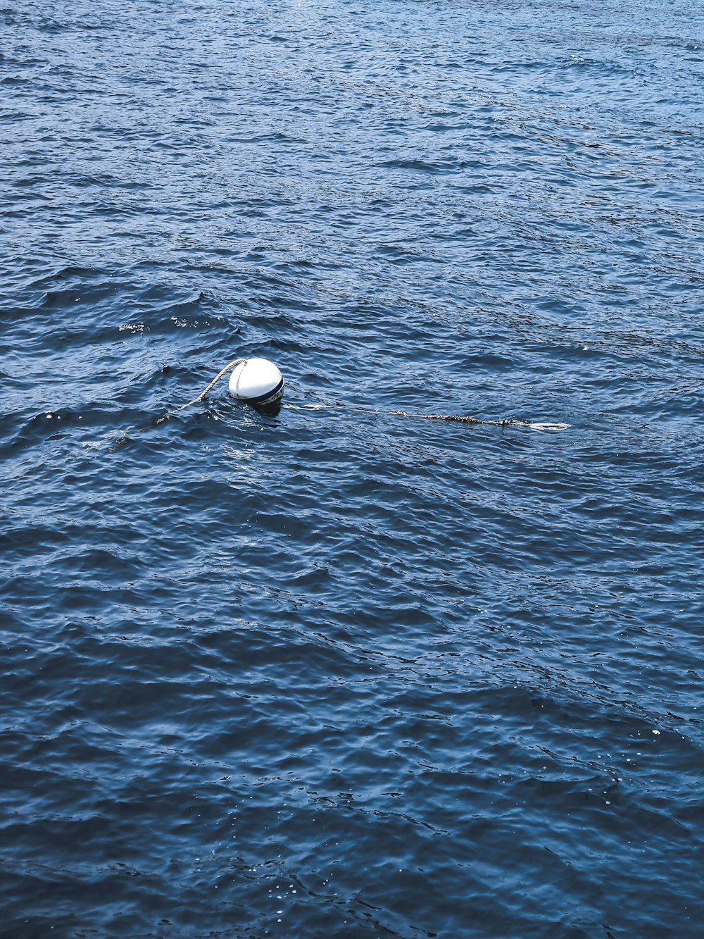 white and black ball on water
